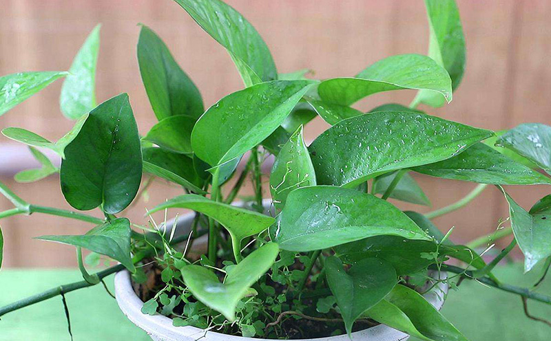 家里种绿萝对家庭好吗?家里摆绿萝的风水讲究-易德轩吉祥商城