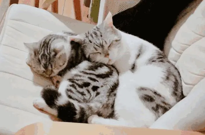 家里养哪些宠物有辟邪的效果？