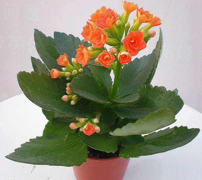 风水十大吉祥绿植,排名前五的风水植物推荐-易德轩吉祥商城 风水十大吉祥绿植,排名前五的风水植物推荐-易德轩吉祥商城