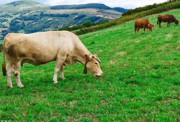 属牛的人什么时候最招财运