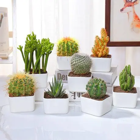 办公桌上放什么盆栽比较好 仙人掌禁摆办公桌上 办公桌上放什么盆栽比较好 仙人掌禁摆办公桌上