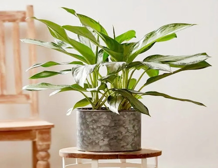 院子里种什么植物风水好