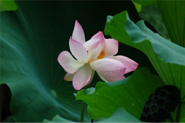 十二生肖6月10号的运势早报 十二生肖运势预测和行事要点 - 易德轩吉祥物商城 十二生肖6月10号的运势早报 十二生肖运势预测和行事要点 - 易德轩吉祥物商城