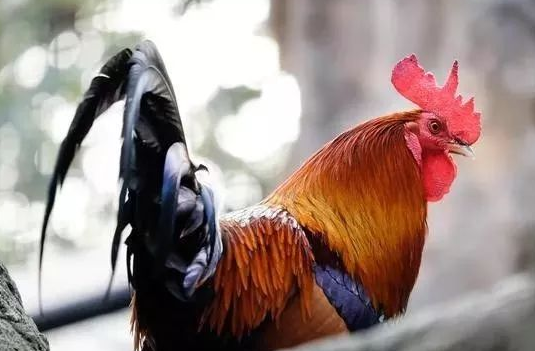 属鸡人的运势即将来到