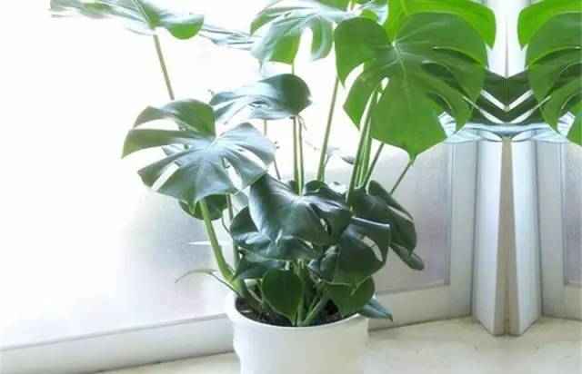 适合客厅摆放的十大旺财植物-易德轩吉祥商城