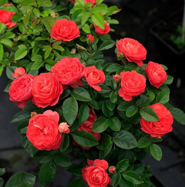 牡丹花开了 财富自然来了 它可以被称为家庭的宝藏