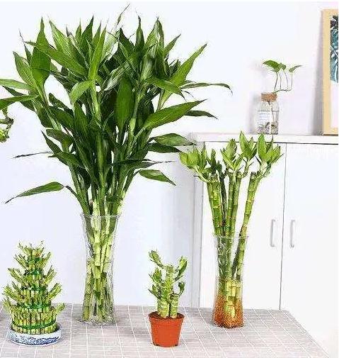 水养富贵竹养几根禁忌(不同根数的寓意讲解)-易德轩吉祥商城