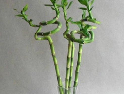 转运竹风水摆放三不要,转运竹摆放位置讲究-易德轩吉祥商城