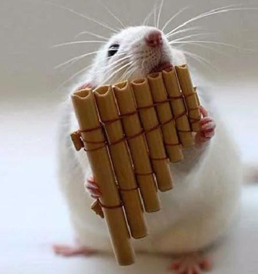 属老鼠的人佩戴什么首饰招财 属老鼠的人佩戴什么首饰招财