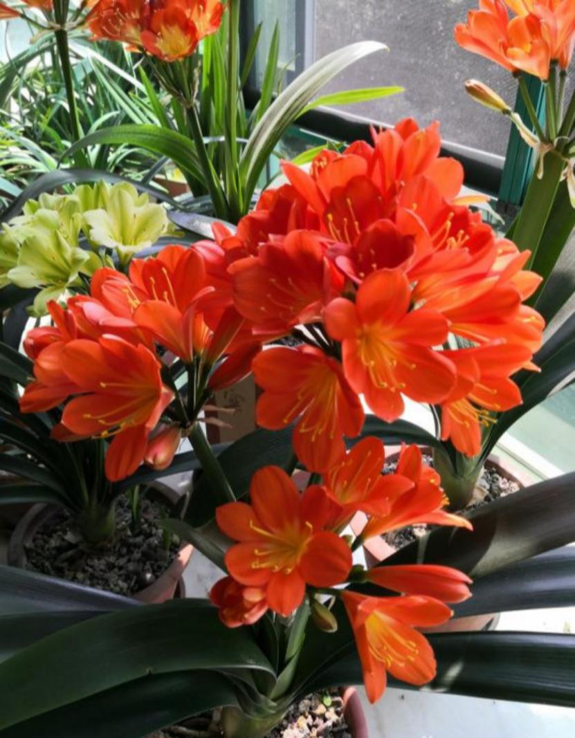 十大吉利招财的花-易德轩吉祥商城