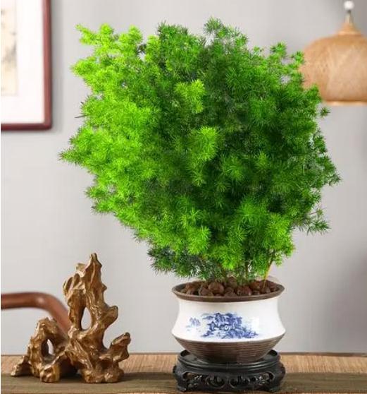 办公室最旺风水植物哪几种(十种招财旺运绿植推荐)-易德轩吉祥商城