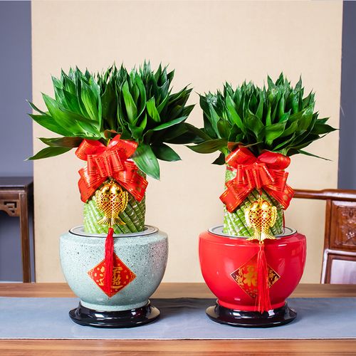 财位摆放何种绿植，适宜财位绿植推荐！