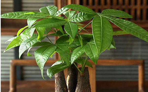 什么植物招财挡煞气?家里最旺财风水绿植-易德轩吉祥商城