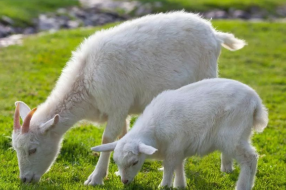 属相是羊的人的命好不好