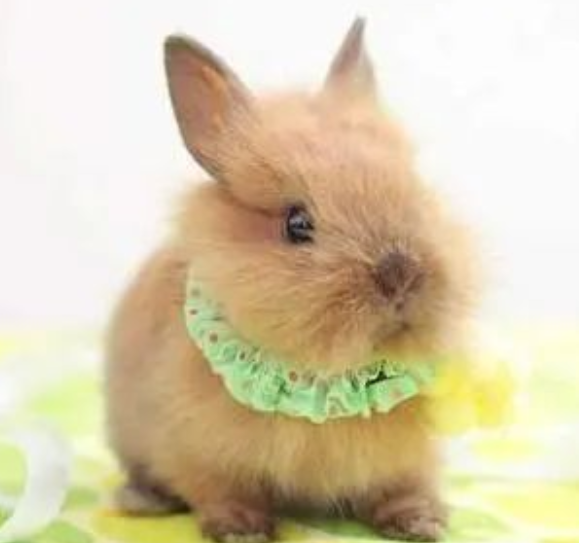 生肖兔的四大贵人是谁