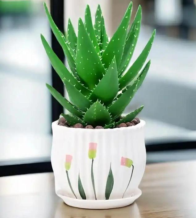 八字身弱:可以就养这种植物旺自己! 你发现了吗? 在室内养殖上几盆花草植物,家中的很多方面都有很大的改变。 从最本质的方面说,花草盆景植物与人是自然与人的关系。 通过自然的滋养,对生命质量是有很大的提升。 因为花草盆景植物本身的清新美丽能够给我们身心带来愉悦。 并且在相对密闭的环境中,空气中不利于与人生存的因子有很多。 通过花草植物盆景将其中的有害物质吸收,长久,能量也越来越高了。 有一种植物,对一切污秽都能克制,那就是芦荟。 芦荟,特别适合八字身弱之人,它本身就是一种疗愈性植物,是世上,最古老的,天然抗生素之一。 很多老辈家里都有一盆芦荟,不光是养着看,还把它当药。 它的汁液,对于烫伤,擦伤,蚊虫叮咬,都很有效果,只是,很多人不知道的是,它还有疗愈效果。 经过重大转折,伤感,孤独,失落的人,养一颗芦荟,可以帮助我们与周遭环境平静相处。 天下万物皆有灵性,就看你怎么养,怎么对待它。 相传,它可以阻断主人与恶运的关系。 可能很多人不相信,但是所谓你信则有,不信则无。 芦荟的叶子通常都较尖,具有切分、了断的意味,因此,适合身弱之人,斩断一切麻烦关系。 如果你想同一个不喜欢的人,彻底了断关系,那可以养一盆芦荟,将它放在你们共同的空间,就可以了。 但不必放在卧室,有些刺容易扎到自己和家人。 如果能和那些消耗你能量的人,断绝关系,那你以后的生活将会变得顺顺利利了。 在一定的空间里放上一盆芦荟,它可以将空间里面不好的气体统统吸附,剩下的空气,则非常利于我们生活。 从此,这个空间就成了一个不可多得的好地方了。 我们可以将它放在家中,用之吸掉家里不好的气体,给家人一个更好的生活环境; 也可以将它种在院子里,改善一下整个院子的风水; 还可以弄一盆放到工作室里,工作台上,吸掉阻碍我们事业的不好的东西,而且它很耐活,不用总浇水,忙时也不用担心。 如果觉得家人多病,体质偏弱,或是乔迁新居,换换心情,或是自己想调理下环境,可以养一盆芦荟。 芦荟专门吞吃病气秽气,自身生气又足,每到晚上,就开始吞吐转换,对病人的状态是有好处的。 芦荟对养神确实是很好的,能让人心安,它能吞噬病秽,吐出能量,就像个小垃圾箱一样。 但注意不能浇多了水,不然会烂根的。 八字身弱之人,别总出去攀援,有时间的话,建议你买一盆芦荟,给它晒晒太阳,摸摸它的厚叶子,经常看看它,陪它坐一会儿,就像宠物一样。 它能够帮助你净化磁场的,放心,它本身不会吸收太多氧气,如果它开花了,更是好事,是旺你之相。 八字身弱:可以就养这种植物旺自己! 你发现了吗? 在室内养殖上几盆花草植物,家中的很多方面都有很大的改变。 从最本质的方面说,花草盆景植物与人是自然与人的关系。 通过自然的滋养,对生命质量是有很大的提升。 因为花草盆景植物本身的清新美丽能够给我们身心带来愉悦。 并且在相对密闭的环境中,空气中不利于与人生存的因子有很多。 通过花草植物盆景将其中的有害物质吸收,长久,能量也越来越高了。 有一种植物,对一切污秽都能克制,那就是芦荟。 芦荟,特别适合八字身弱之人,它本身就是一种疗愈性植物,是世上,最古老的,天然抗生素之一。 很多老辈家里都有一盆芦荟,不光是养着看,还把它当药。 它的汁液,对于烫伤,擦伤,蚊虫叮咬,都很有效果,只是,很多人不知道的是,它还有疗愈效果。 经过重大转折,伤感,孤独,失落的人,养一颗芦荟,可以帮助我们与周遭环境平静相处。 天下万物皆有灵性,就看你怎么养,怎么对待它。 相传,它可以阻断主人与恶运的关系。 可能很多人不相信,但是所谓你信则有,不信则无。 芦荟的叶子通常都较尖,具有切分、了断的意味,因此,适合身弱之人,斩断一切麻烦关系。 如果你想同一个不喜欢的人,彻底了断关系,那可以养一盆芦荟,将它放在你们共同的空间,就可以了。 但不必放在卧室,有些刺容易扎到自己和家人。 如果能和那些消耗你能量的人,断绝关系,那你以后的生活将会变得顺顺利利了。 在一定的空间里放上一盆芦荟,它可以将空间里面不好的气体统统吸附,剩下的空气,则非常利于我们生活。 从此,这个空间就成了一个不可多得的好地方了。 我们可以将它放在家中,用之吸掉家里不好的气体,给家人一个更好的生活环境; 也可以将它种在院子里,改善一下整个院子的风水; 还可以弄一盆放到工作室里,工作台上,吸掉阻碍我们事业的不好的东西,而且它很耐活,不用总浇水,忙时也不用担心。 如果觉得家人多病,体质偏弱,或是乔迁新居,换换心情,或是自己想调理下环境,可以养一盆芦荟。 芦荟专门吞吃病气秽气,自身生气又足,每到晚上,就开始吞吐转换,对病人的状态是有好处的。 芦荟对养神确实是很好的,能让人心安,它能吞噬病秽,吐出能量,就像个小垃圾箱一样。 但注意不能浇多了水,不然会烂根的。 八字身弱之人,别总出去攀援,有时间的话,建议你买一盆芦荟,给它晒晒太阳,摸摸它的厚叶子,经常看看它,陪它坐一会儿,就像宠物一样。 它能够帮助你净化磁场的,放心,它本身不会吸收太多氧气,如果它开花了,更是好事,是旺你之相。