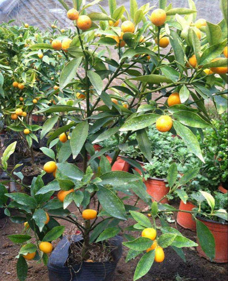 镇宅招财旺人的植物-易德轩吉祥商城 镇宅招财旺人的植物-易德轩吉祥商城