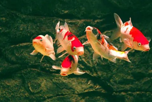 有什么样的风水招财壁纸