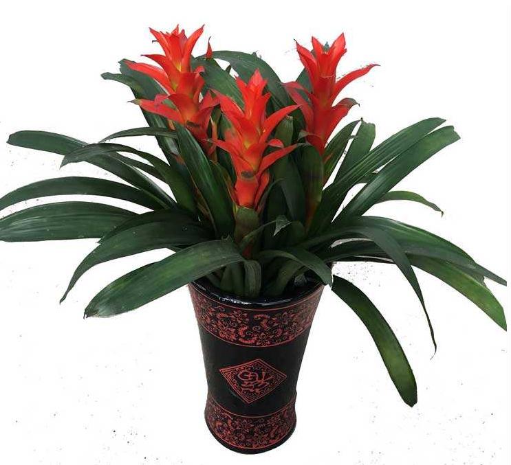 12生肖的招财植物-易德轩吉祥商城