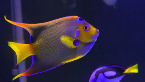 怎么利用鱼缸来催财呢