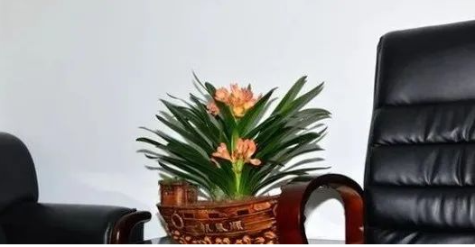 公司的盆景风水是什么呢?