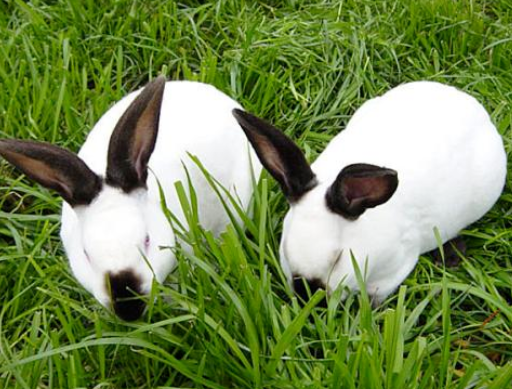 属蛇人和属鸡人的婚配分析 属蛇人和属鸡人的婚配分析