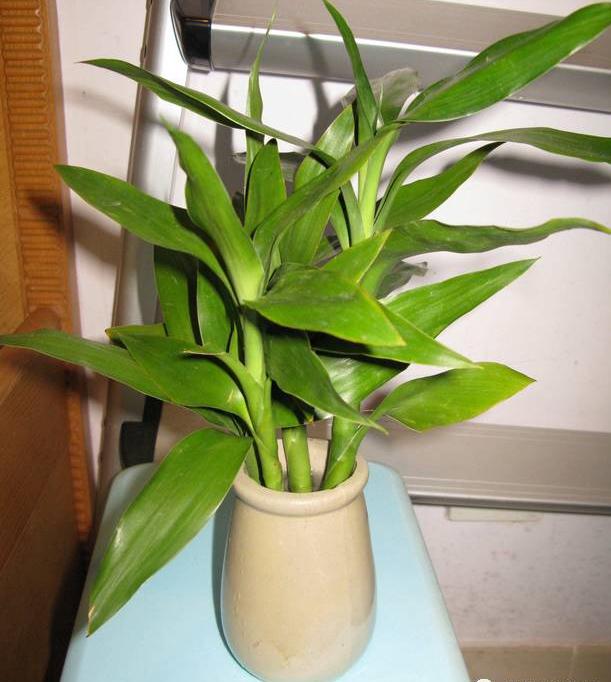 文昌位必须放4个富贵竹吗-易德轩吉祥商城 文昌位必须放4个富贵竹吗-易德轩吉祥商城