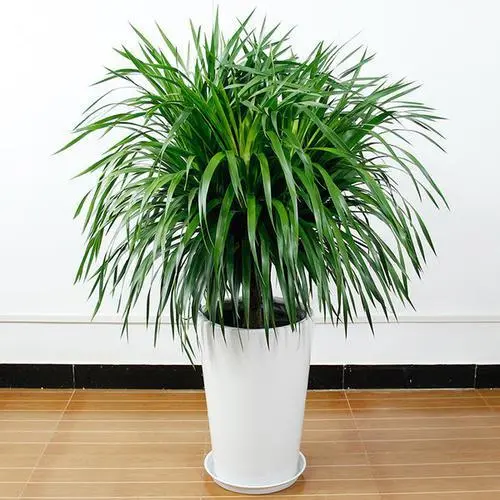 龙须树三种人不能养 五行相克的人不能养 龙须树三种人不能养 五行相克的人不能养