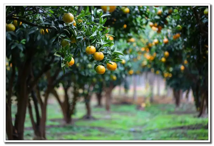 屋前种什么树最旺 从此走上人生巅峰 屋前种什么树最旺 从此走上人生巅峰