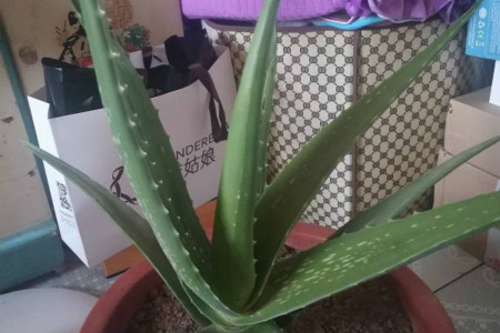 芦荟摆放家里禁忌(芦荟摆放哪里招财)-易德轩吉祥商城