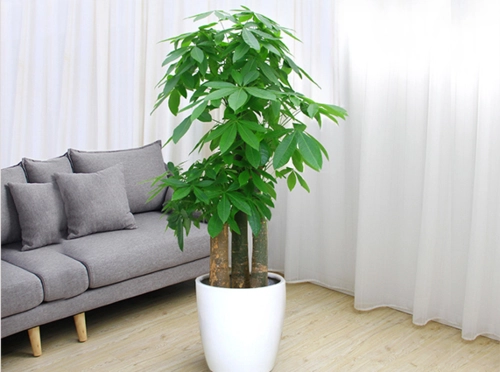 花草植物的神奇力量-化煞催财! 花草植物的神奇力量-化煞催财!