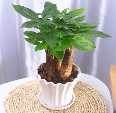 室内养什么花最好旺财-易德轩吉祥商城