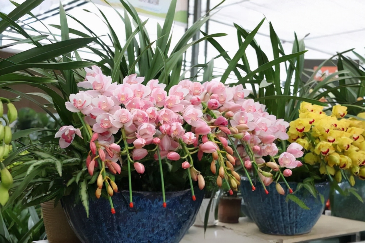 家庭客厅花卉摆放风水讲究-易德轩吉祥商城 家庭客厅花卉摆放风水讲究-易德轩吉祥商城