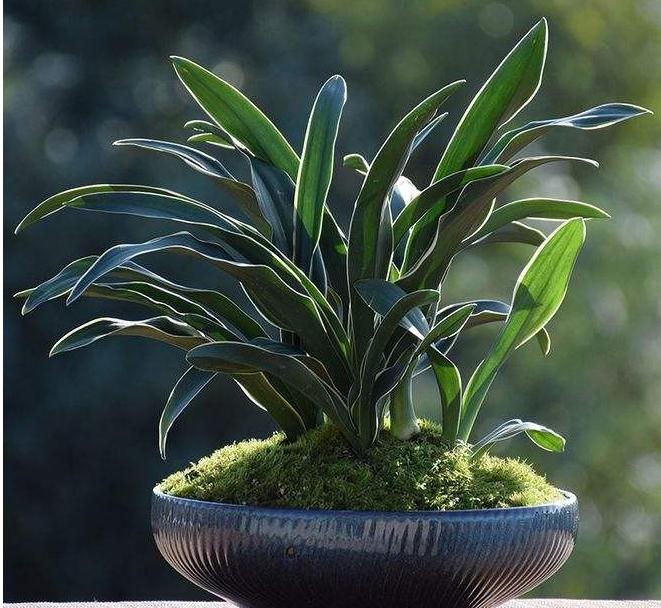 办公室什么植物招财聚气(办公室招财旺事业的5种植物)-易德轩吉祥商城