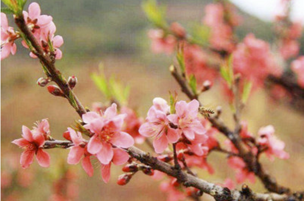 卧室桃花位上 放桃花可以促进我们的桃花运