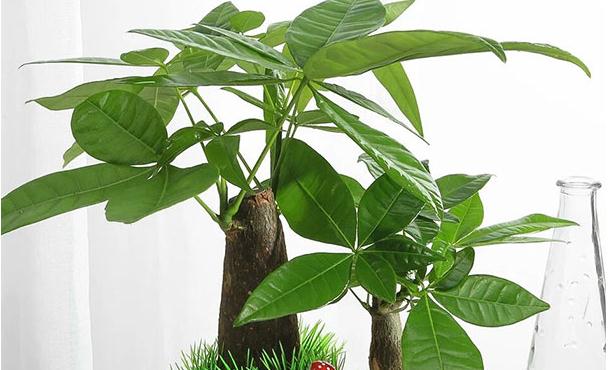 客厅摆放什么植物最好最招财?-易德轩吉祥商城 客厅摆放什么植物最好最招财?-易德轩吉祥商城