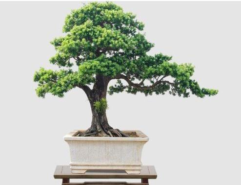 客厅放什么盆景最好(客厅最旺宅的4种植物)-易德轩吉祥商城