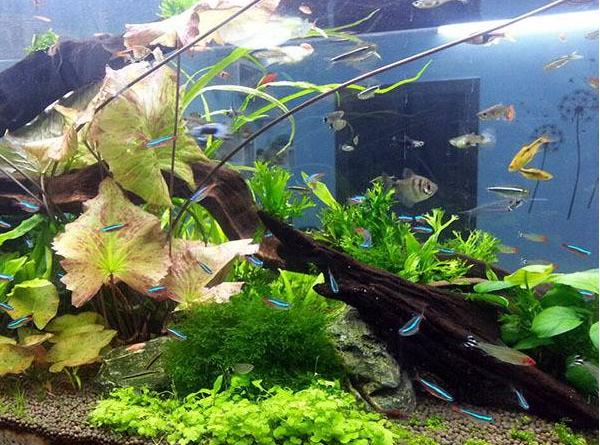 鱼缸对门摆放好吗-易德轩吉祥商城