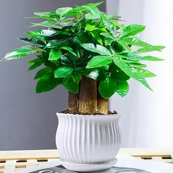 招财树放在什么位置好运来？