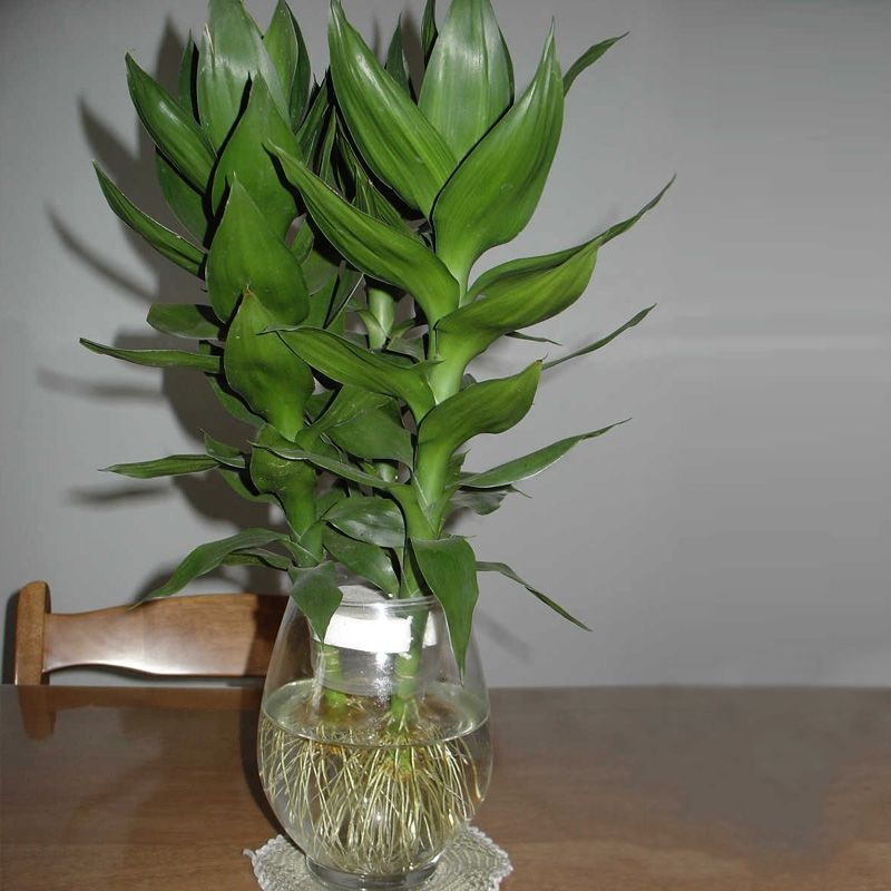 富贵竹摆在家里哪个位置最吉利，最旺财-易德轩吉祥商城