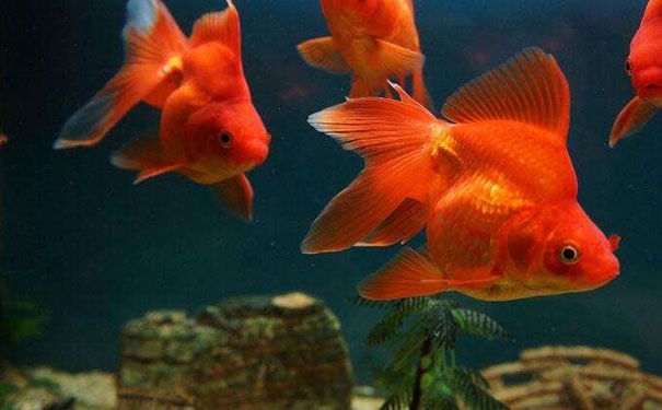 家里养什么鱼最旺财?适合家养的10中旺财鱼-易德轩吉祥商城