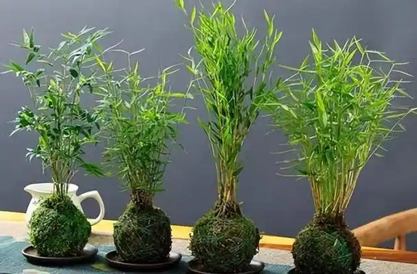 带来不良风水的家居植物 带来不良风水的家居植物