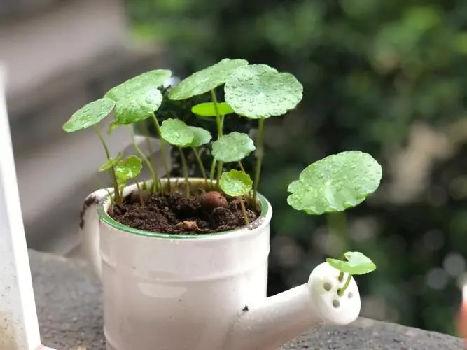 房间風水布局招财方法 卧室财位放铜钱草旺财