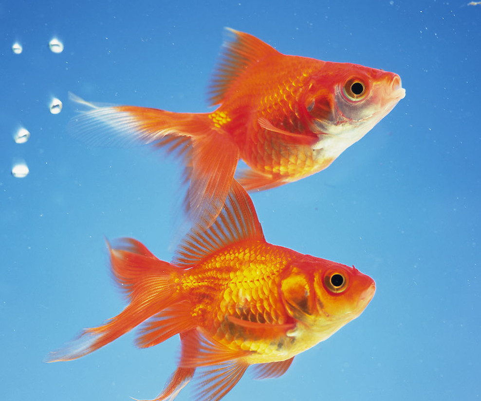 最强风水鱼是什么鱼(十大招财风水鱼排名)-易德轩吉祥商城