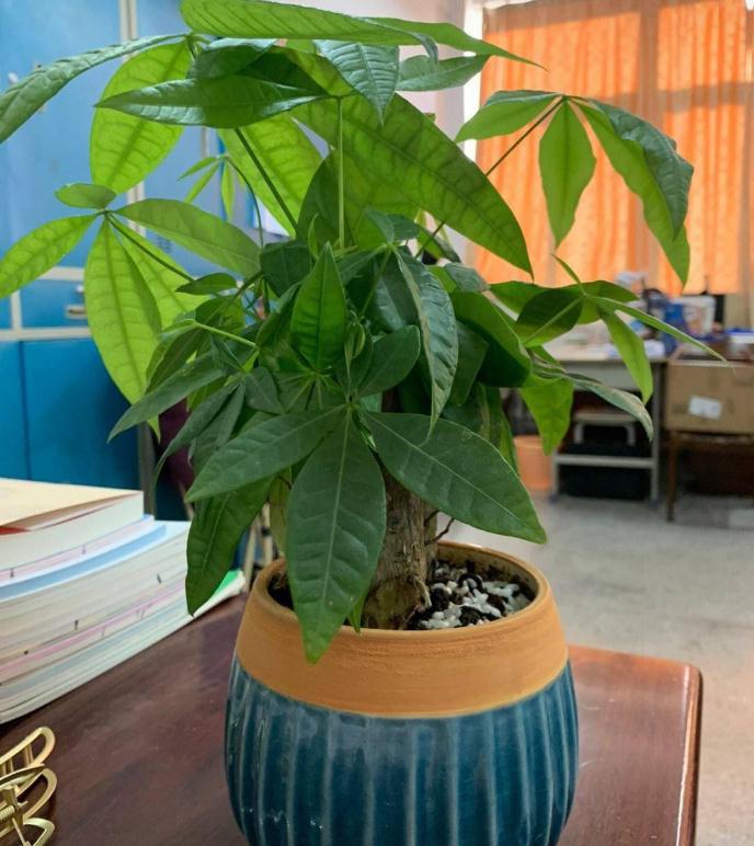 适合五行属金人的风水摆件有哪些？