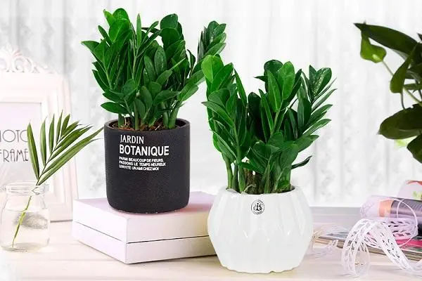 十种最旺客厅的绿植 十种最旺客厅的绿植