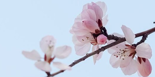 旺男人的桃花运风水如何布局 旺男人的桃花运风水如何布局