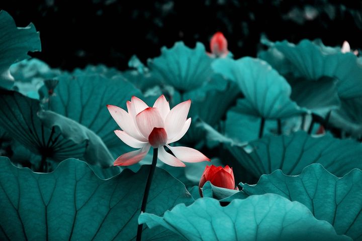 客厅挂什么画风水好?画挂在客厅有哪些应该注意的地方呢？-易德轩吉祥商城