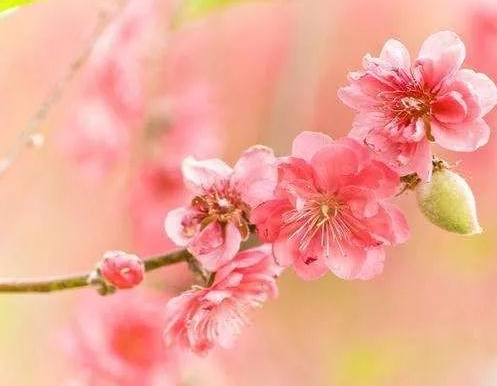 十二生肖旺桃花小技巧 十二生肖旺桃花小技巧