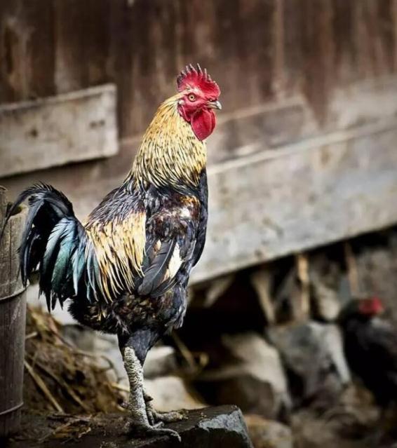 雄鸡避邪的由来